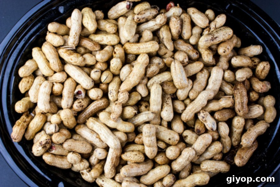 Easy Slow Cooker Boiled Peanuts 5 Raw, in-the-shell peanuts placed directly into the crock of a slow cooker before adding water and seasoning.