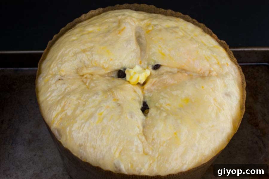 The risen panettone dough with a cross cut in the middle and a dab of butter placed in the center.