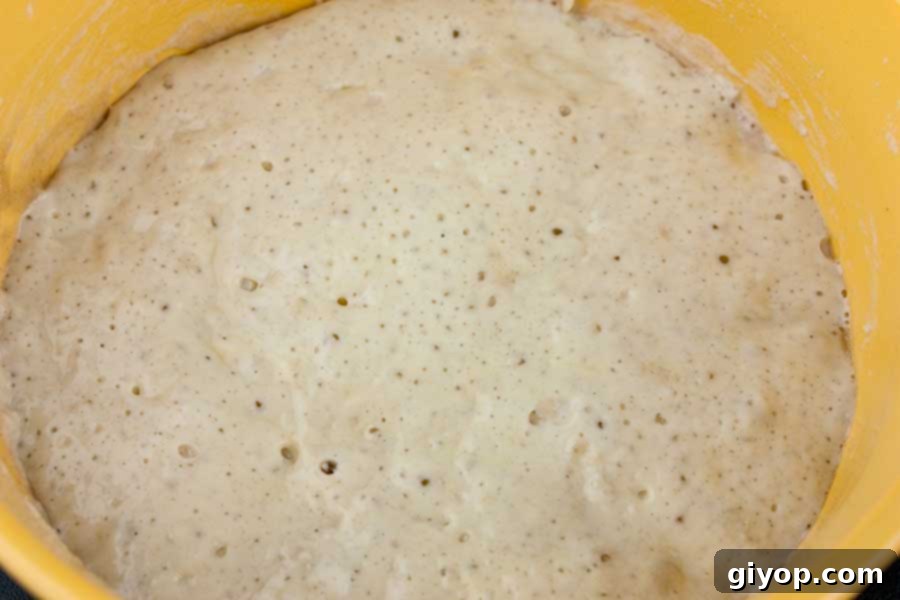 Panettone starter after sitting overnight, showing a bubbly and risen texture.