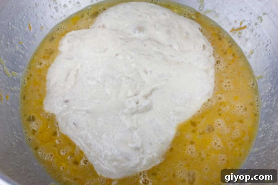 The panettone starter added to the egg mixture in a metal mixing bowl.