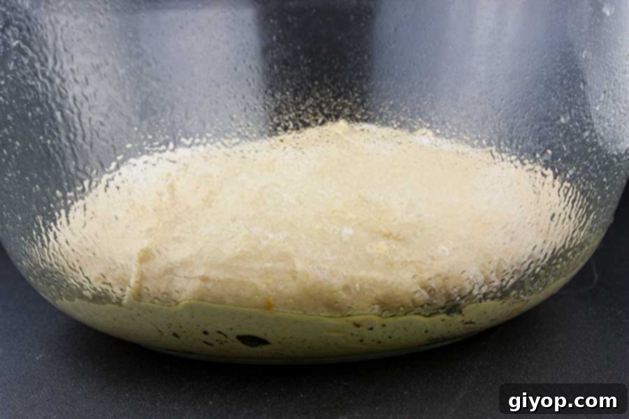 Panettone dough placed in an oiled glass bowl, covered for rising.