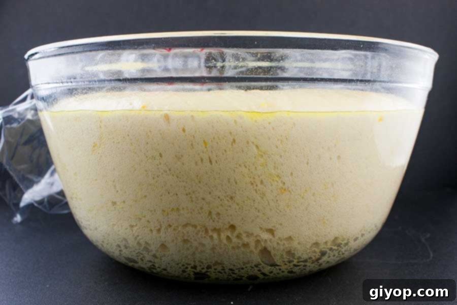Risen panettone dough in a glass bowl, tripled in size.