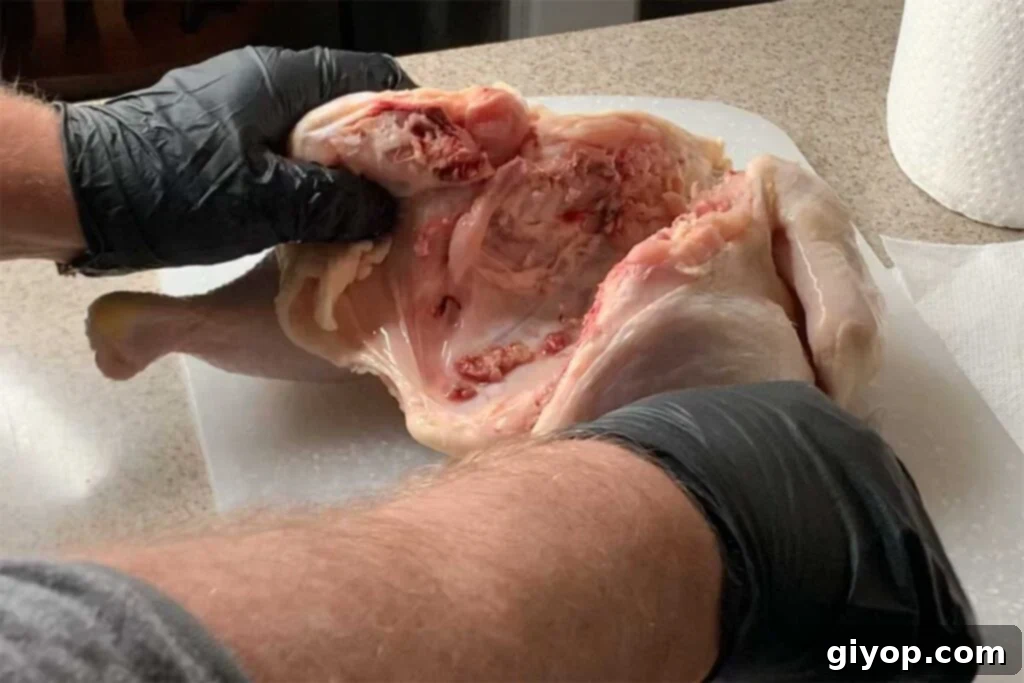 A whole chicken with the backbone completely cut out, ready to be flattened.