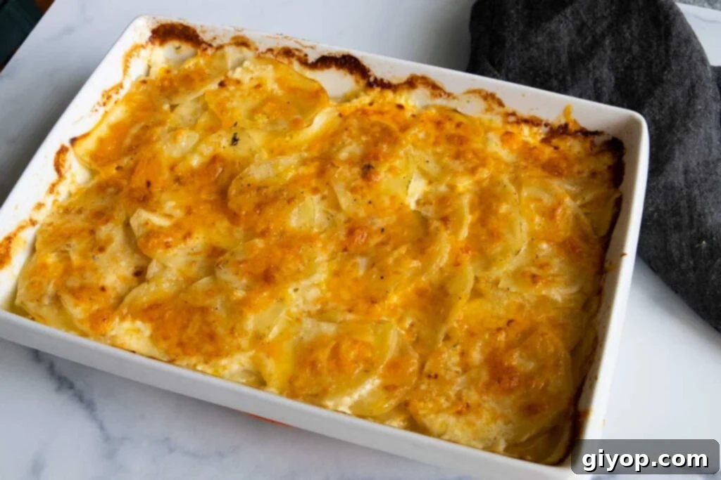 Potatoes au gratin fresh out of the oven.
