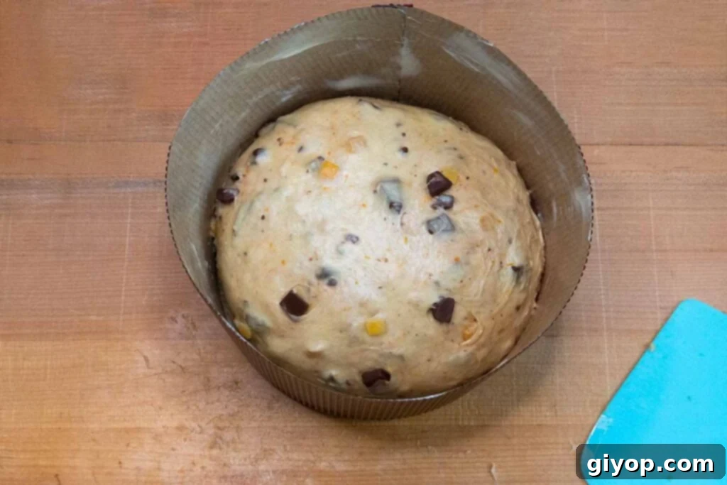 Decadent Chocolate Orange Panettone 14 Panettone dough placed inside a paper panettone mold.