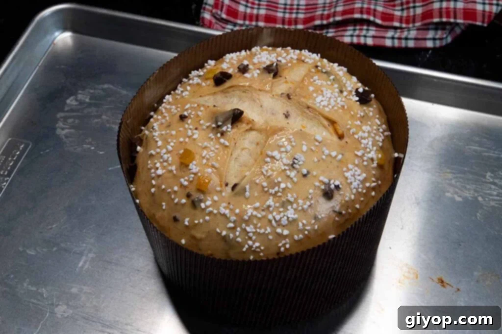 Decadent Chocolate Orange Panettone 18 Sprinkling pearl sugar over the surface of the panettone dough before baking.