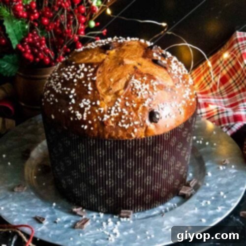 Decadent Chocolate Orange Panettone 22 Baked chocolate orange panettone on a silver tray, ready to be enjoyed.