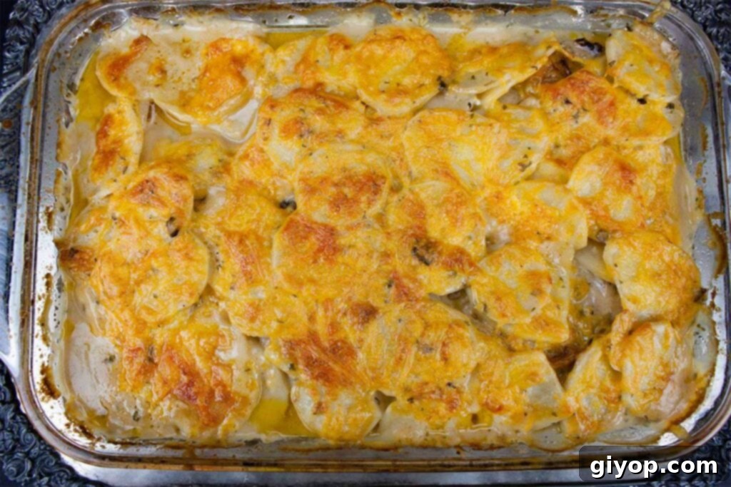 Close-up of a glass casserole dish filled with smothered pork chops and potatoes, fresh from the oven, bubbling with cheese.